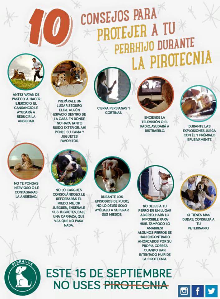 10 consejos para proteger a tu perro durante la pirotecnia.