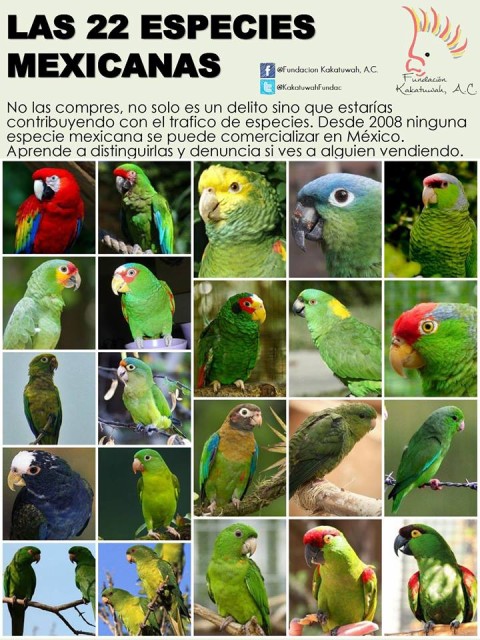 22 especies de pericos mexicanos.