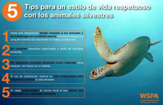 Tips para un estilo de vida respetuoso con los animales silvestres.