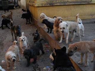 Perritos abandonados.