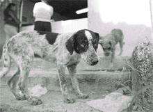 Perritos callejeros