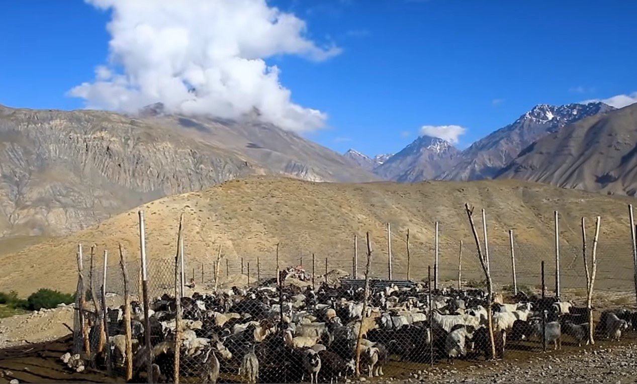 Granja que cra alrededor de 300 cabras chigu.