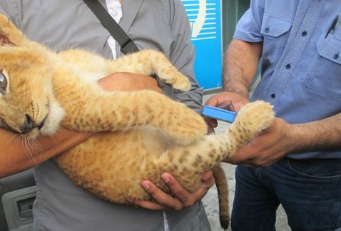 Cachorro de león de Acapulco Diamante.