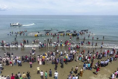 Cachalotes en la playa de Aceh Besar.