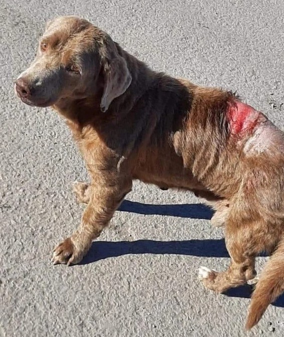 Indigna en Yucatán que una mujer le haya tirado aceite hirviendo a perro callejero.