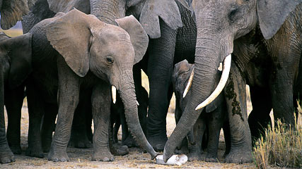 Elefantes africanos.
