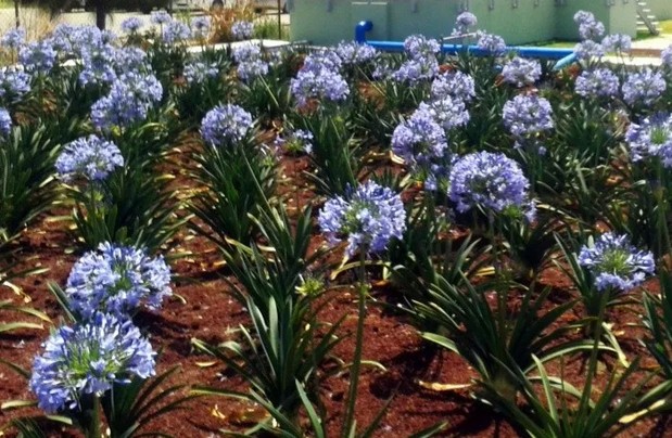 Agapanthus africanus creciendo en una planta de tratamiento en las afueras de Guadalajara.