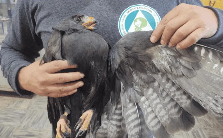 Los oficiales localizaron a un águililla aura (buteo albonotatus).