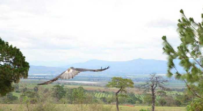 Liberación de águila real.