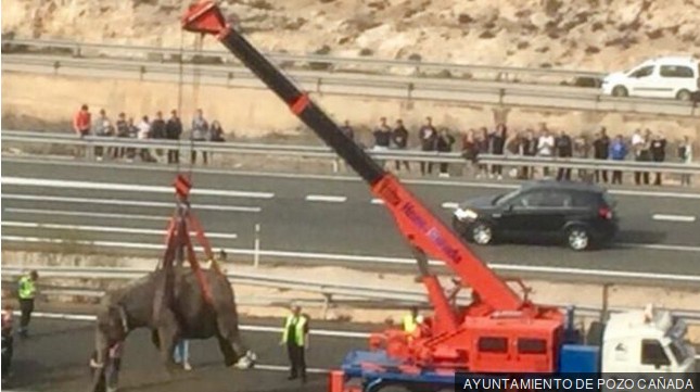 Las autoridades tuvieron que usar una grúa para levantar a uno de los elefantes heridos.