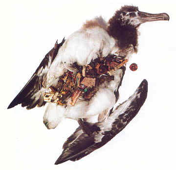 Polluelo de albatros.