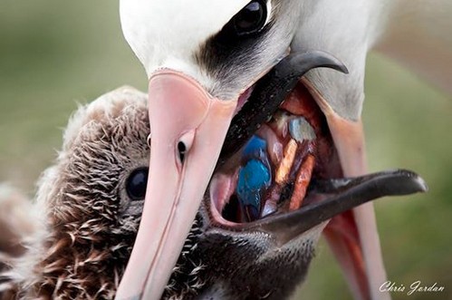 Escena de la película Albatross.