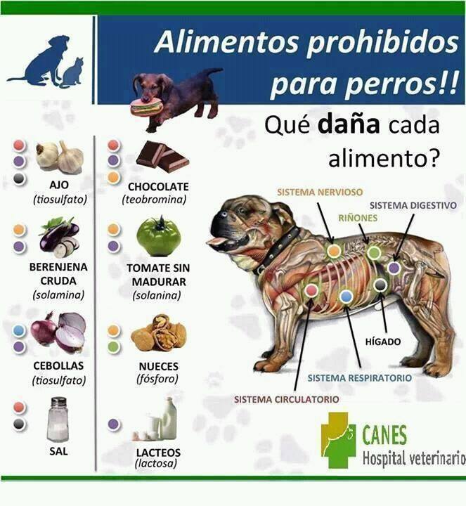Alimentos prohibidos para perros.