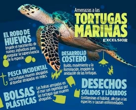 Amenazas para las tortugas marinas.