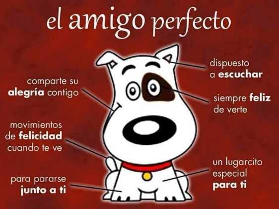 El amigo perfecto.