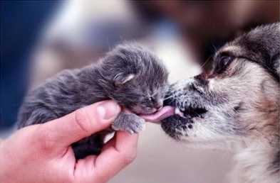 Perro lamiendo a gatito.