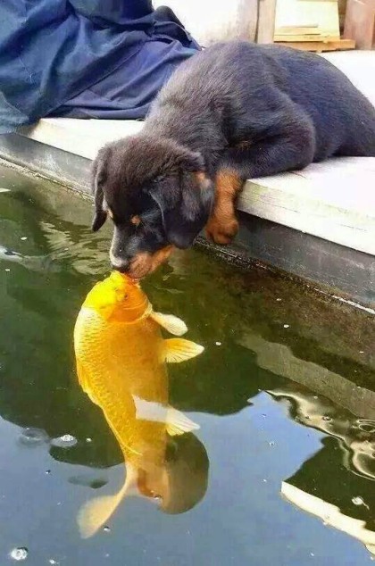 Perro y pez.