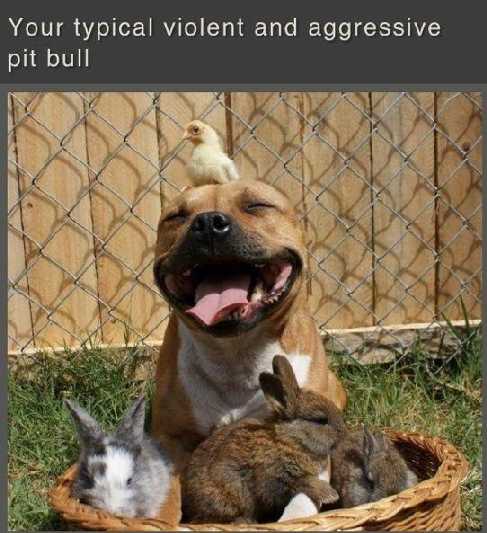 Agresivo pitbull.