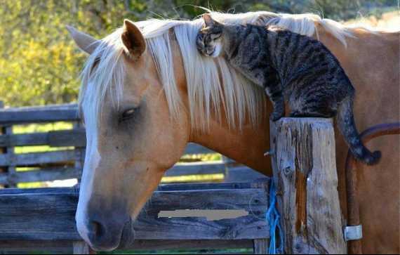 Amigos caballo y gato.