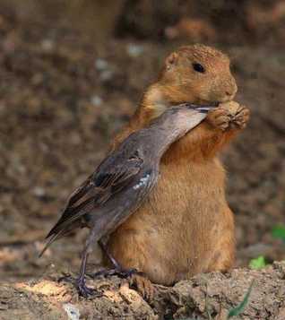 Amigos ave y ardilla.