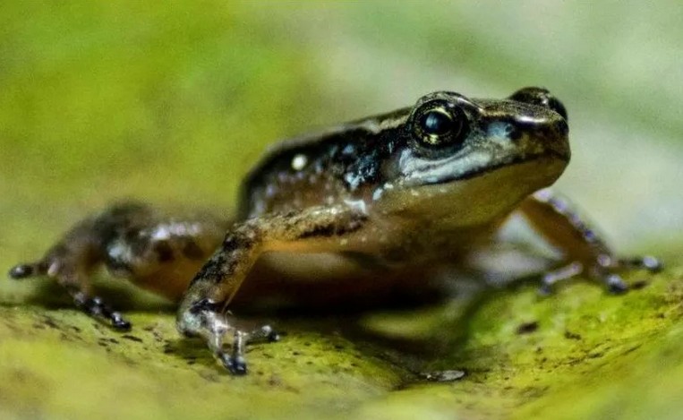 La situacin de los anfibios es realmente grave.