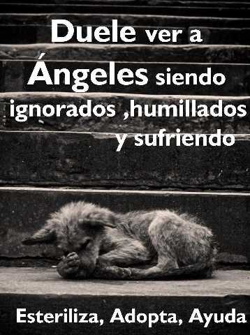 Angeles sufriendo.