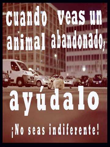 Ayuda a los animales abandonados.