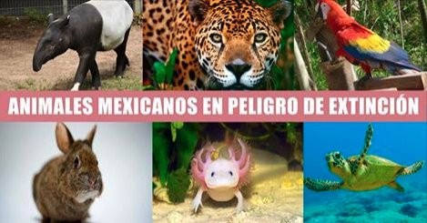 Animales mexicanos en peligro de extincin.