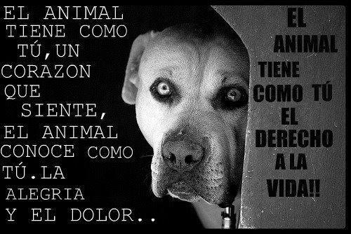 Los animales tienen derecho a la vida.