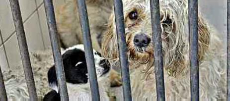 Perritos en un antirrábico.