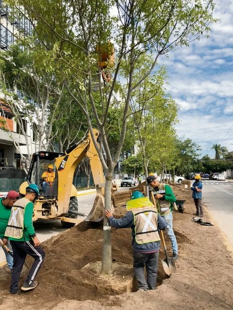 El ayuntamiento siembra ms de 55,000 rboles en espacios pblicos.