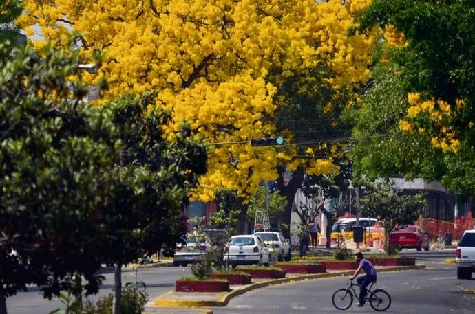 Guadalajara, ciudad propicia para los rboles.