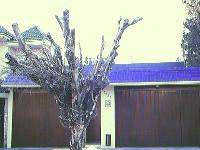 Arbol secado en Chopin #5525