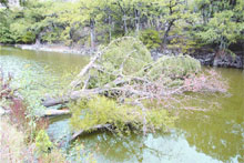 Derribo de rboles en el cauce del Ro Verde