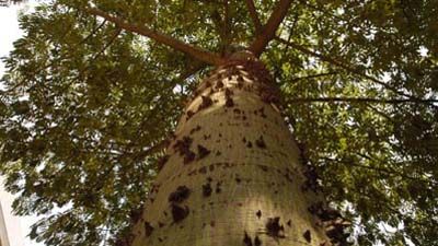 Arbol antiguo.