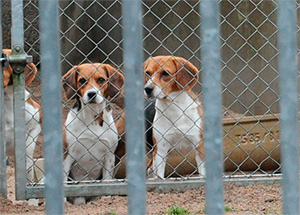 Beagles de AztraSeneca.