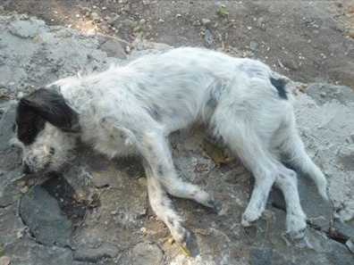 Perrito atropellado a las afueras de San Juan Cosal, Jal.