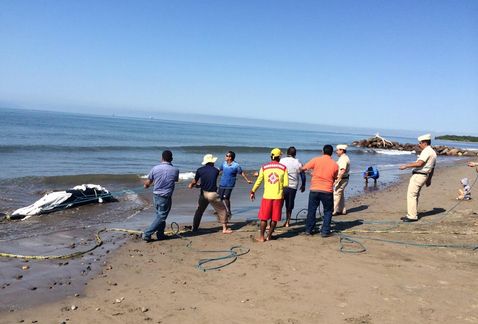 Ballenato abandonado por su madre en costas de Vallarta.