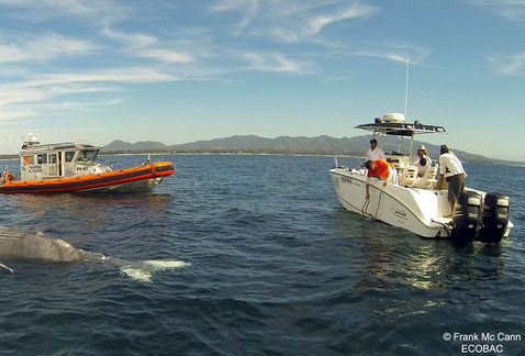 Ballenato muerto en Bahía de Banderas.