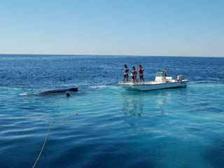 Ballena gris rescatada.