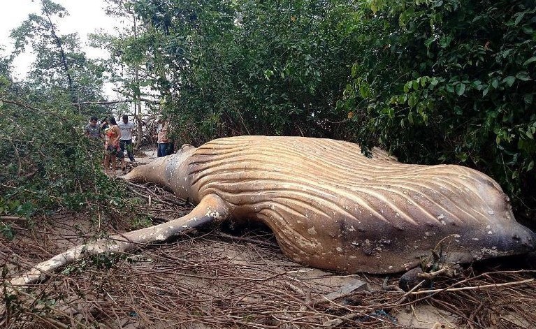 Ballena Jorobada en manglar brasileño.