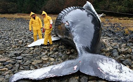Ballena muerta en la costa de Alaska.