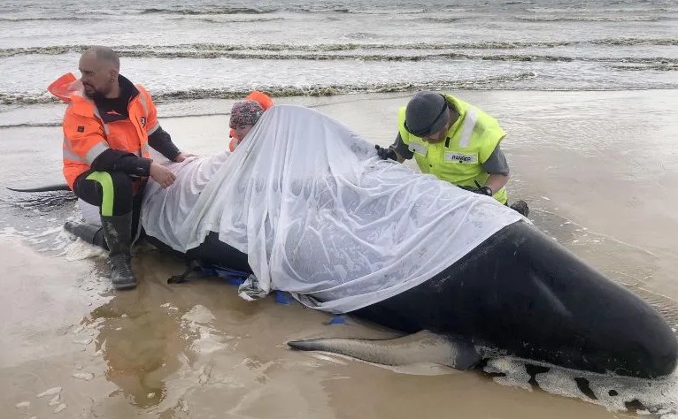380 ballenas piloto murieron tras quedar varadas en Australia.