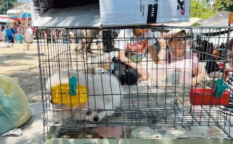 Diversos animales, domésticos y exóticos, se pueden conseguir en el tianguis de El Baratillo.