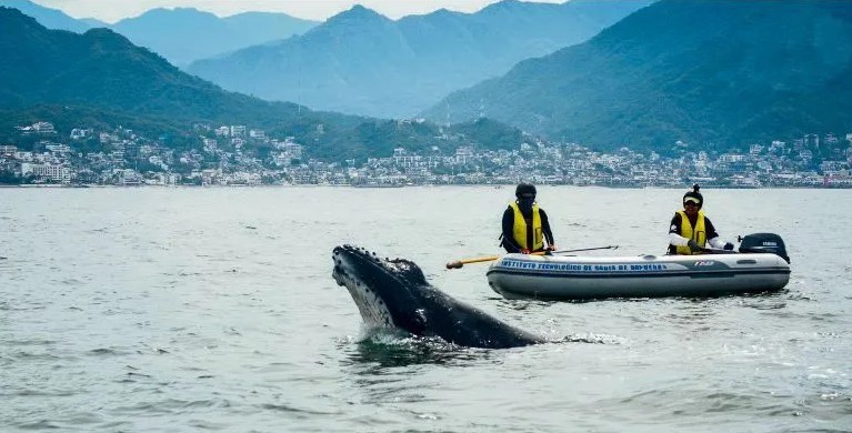 Ballena en Bahía de Banderas.