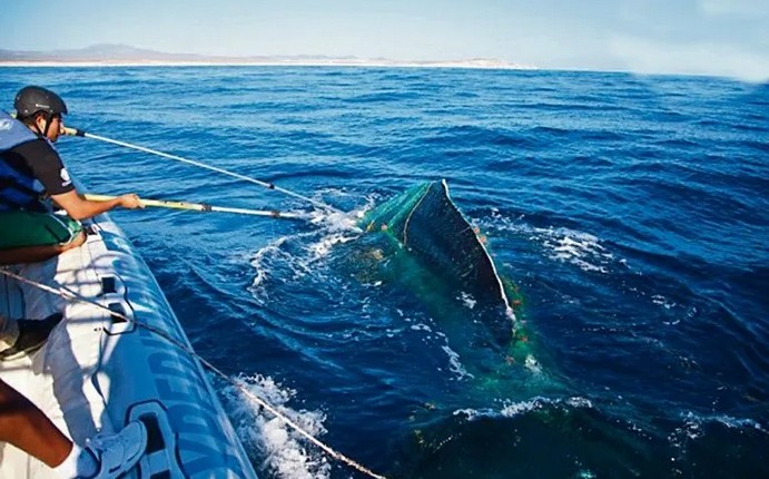 La asistencia a las ballenas enmalladas ha sido clave para el bienestar de estos grandes mamíferos.