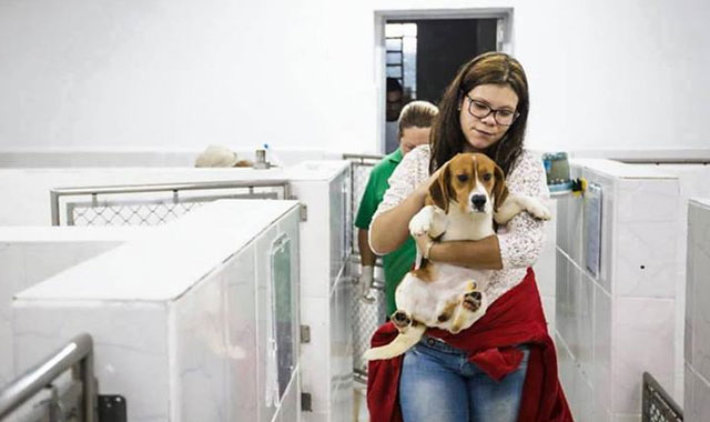 Beagle en laboratorio.