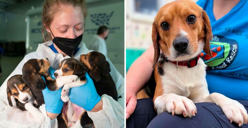 4000 beagles criados para experimentos han sido rescatados.