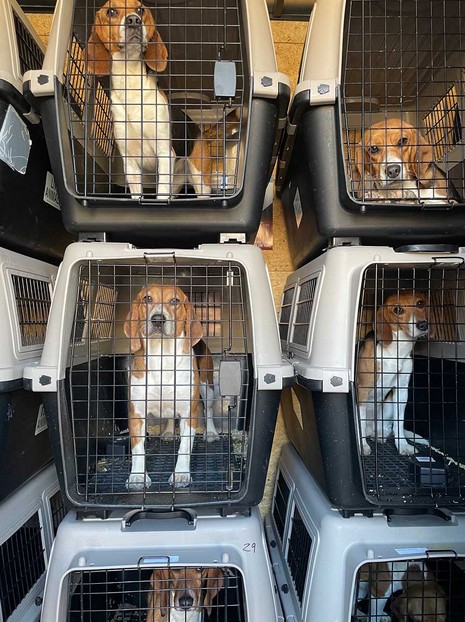 4000 beagles criados para experimentos han sido rescatados.