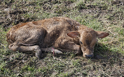 ¿Por qué no hacen algo por estos pobres animales?